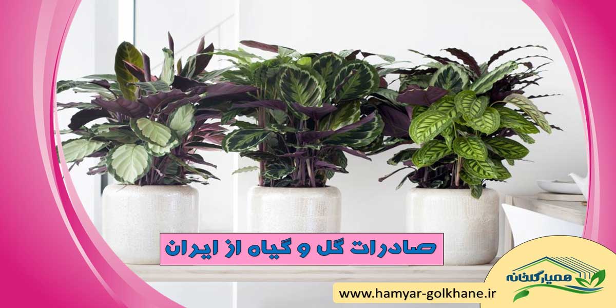 صادرات انواع گل و گیاه از ایران 