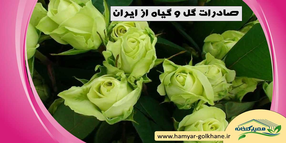 صادرات انواع گل و گیاه از ایران 