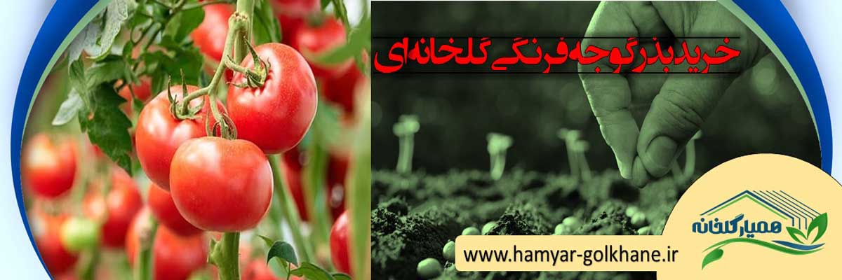خرید بذر گوجه فرنگی گلخانه ای