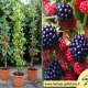 آسان ترین میوه ها برای باغبانی